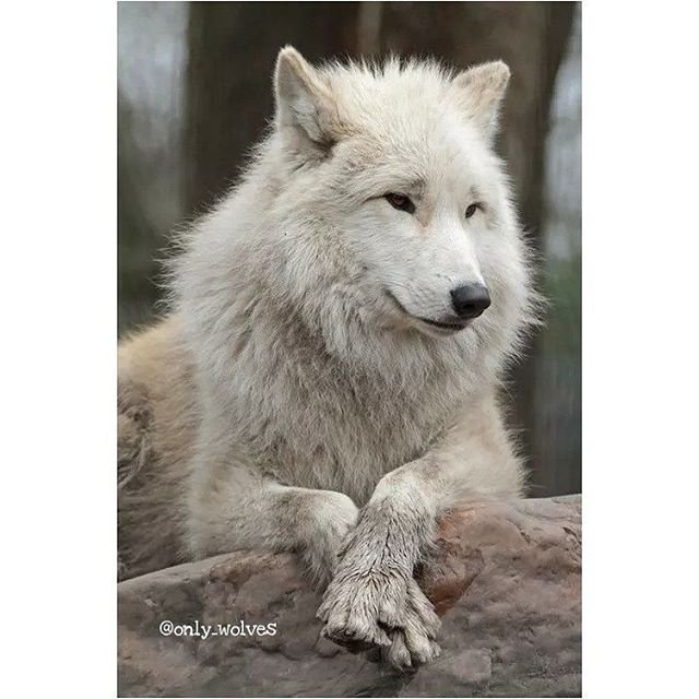 #standforwolves
Wolves and dogs are my life 😍