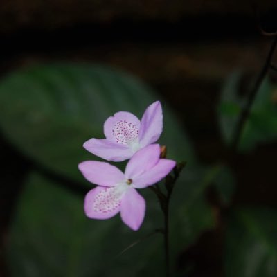 miqijikitiri's profile picture. 