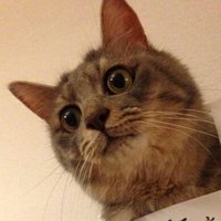 しーく☃ (@cerise_ms) 's Twitter Profile