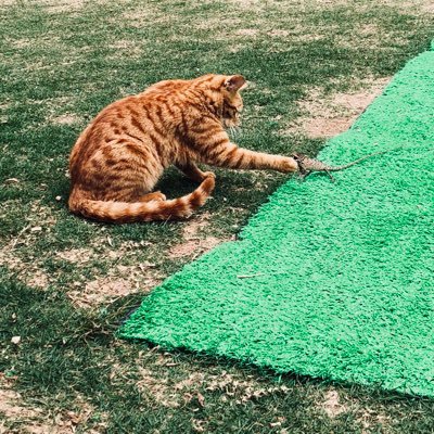 wohtip's profile picture. random dreamer