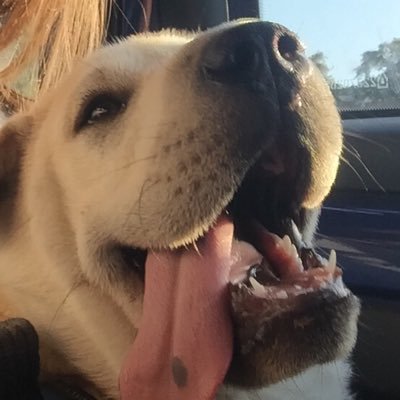 purrrbeally's profile picture. 