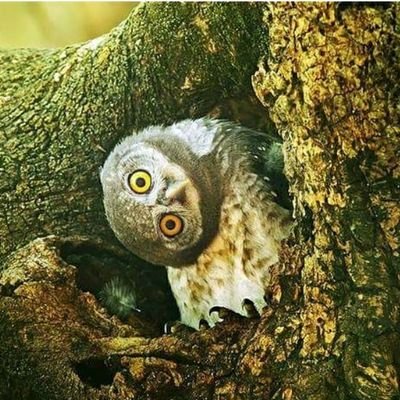 BronyGirl27's profile picture. 