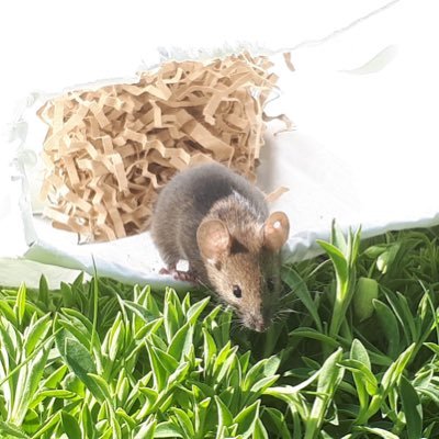 Defining the drivers of immune variation in a wild mouse population on the Isle of May: Manchester and Edinburgh University research funded by the BBSRC