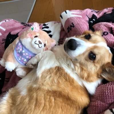 こぎたん (*´ｪ｀*)さんのプロフィール画像
