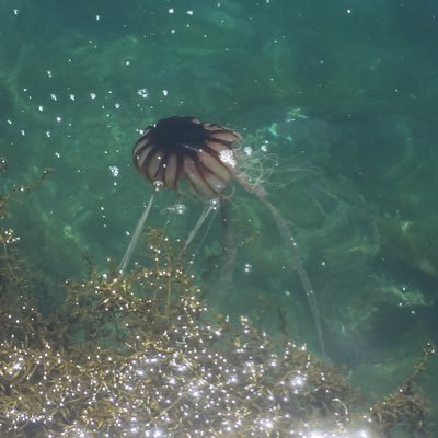 XkyuLove's profile picture. 