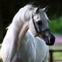 ساره عبد العزيز النويبت (@asas1399h) 's Twitter Profile Photo
