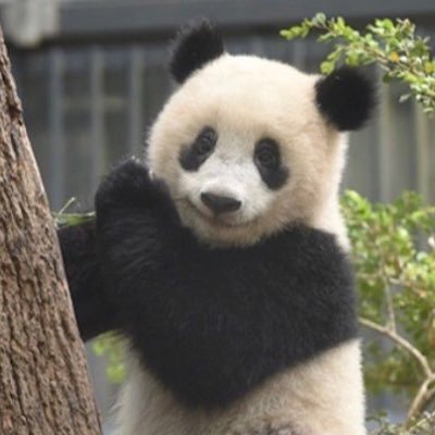 yo_panda Profile Picture