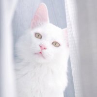 ｷﾄﾞ･ﾓﾆｬﾓﾆｬ･ｷﾘﾝ (@kirin11_04) Twitter profile photo