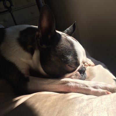 I'm Bosty Boo a one-eyed angel. I love my Mum, Jessica, chasing my ball, going to the pub and annoying the cats & Poppy, my little sister! #bostonterrier