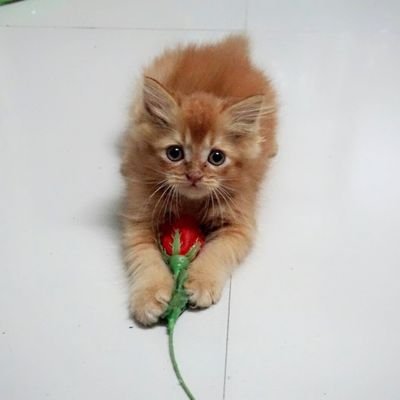 LuxPunch's profile picture. 