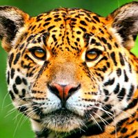 CARLO BEN (@jaguaryov) 's Twitter Profile