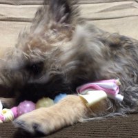 ブルー (@bluedq10) 's Twitter Profile