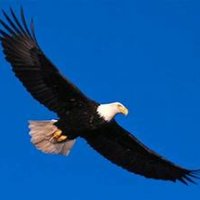 EagleFlyHighXRP💧 (@flyxrp) 's Twitter Profile