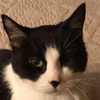 Nask (@netsum_) 's Twitter Profile