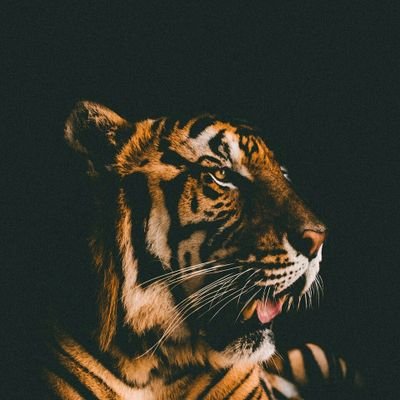 MANOFAGAME1's profile picture. HipHopMp3, Having Nice Life Rich Nigga..
..