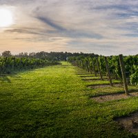 Mike Beneduce (@beneducewines) 's Twitter Profile