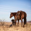Tabitha Smith - @tsquarterhorses - Twitter