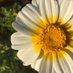🌻aćim (@user_name_short) Twitter profile photo 🌻aćim (@user_name_short) Twitter profile photo