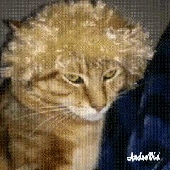 nyaさんのプロフィール画像