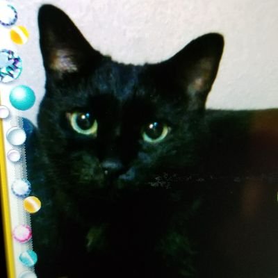 poponyan011's profile picture. 身近な所で活動している個人ボラです😺🐶
動物関連のリポスト多めです。
自分のポストにいただいたリプには必ず返信するように心掛けてますが、たまに見落としもあるのでその際はご容赦ください🙇‍♀️

フウセンカヅラさんotokumoさんuniさん応援してます🎶♬.*ﾟ