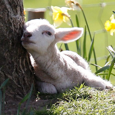 martisaprilis65's profile picture. I shine during spring time