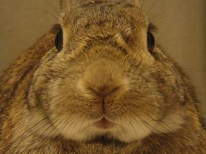 lin_lina_ Profile Picture