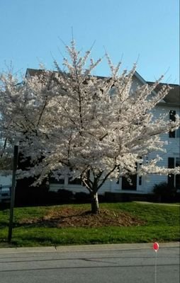 CallejadMirna's profile picture. 