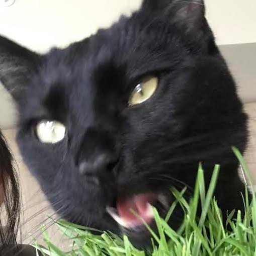 gregghz's profile picture. 