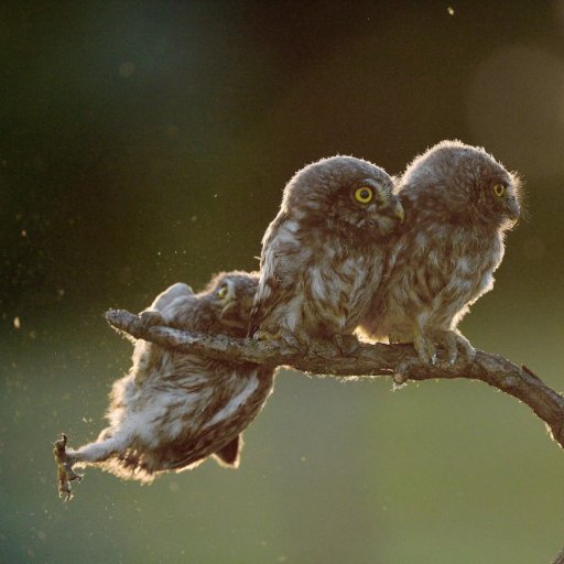 LSinfuentes's profile picture. 