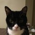 Socrates the Cat 🐈⬛ (@catsocrates) Twitter profile photo Socrates the Cat 🐈⬛ (@catsocrates) Twitter profile photo