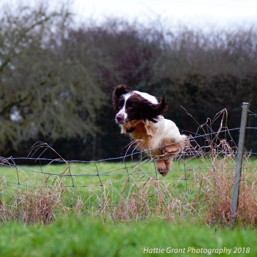 Training working breeds for those looking for a best friend, a helper, a protector. From pet training to gun dogs, agility to protection and assistance.