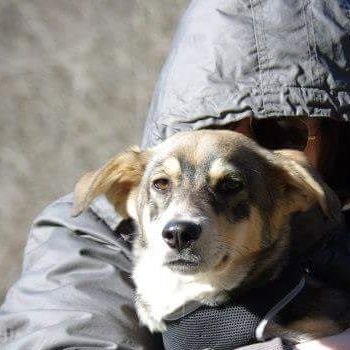 Bibliotecario, per lavoro.
Politico, per il cambiamento.
Etologo relazionale, per amore.
Difensore dei diritti animali, per la vita.
Studente in criminologia.