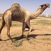 هجن قطر (@hejnhejn) Twitter profile photo