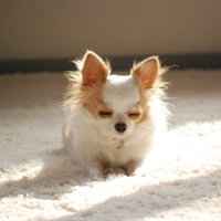 わい (@waiwaimail) Twitter profile photo