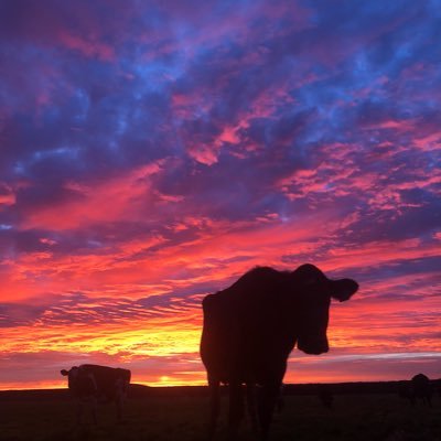 milk cows 2x a day 365 days a year. focus on polled genetics! Adelaide Crows fan #weflyasone