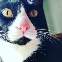 🐱Mr Whisker’s handsome Irish cat🍀(@eustacem40) 's Twitter Profile Photo