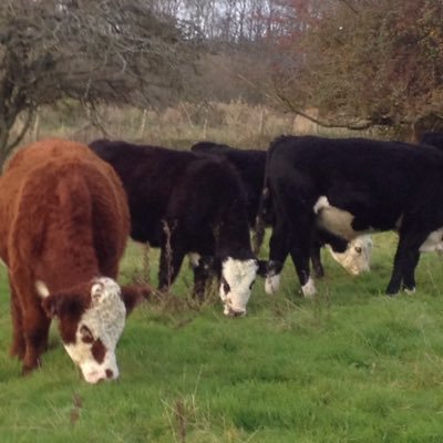 Cows, sheep and farming in general. Loves cricket