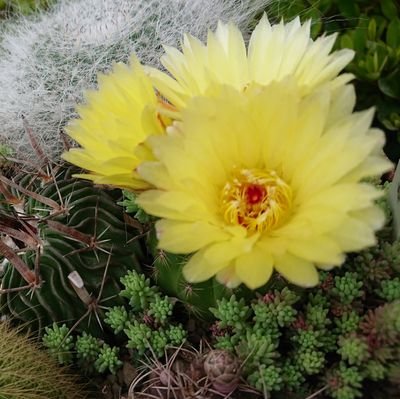 多肉植物中心でサボテンも好き♥
野草を使ったりドライフラワー使ったり花しごとも多肉ごともダイスキ
カナヘビｻﾝ６名イエコももはや家族🎵にゃんも大好きなんだぁぁぁ