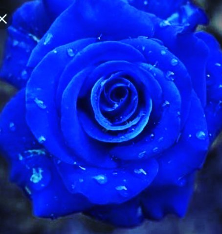 BlueRos39075836's profile picture. The Dame 💯💫