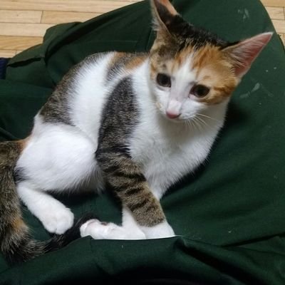 ラーメン・蛇🐍・ネコ好きのおっさん 本人のツイート少なめ リツイート多しです。最近はゲームづくし(;-;)モンハン、原神