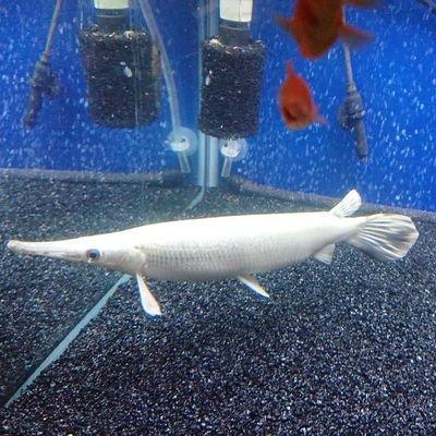 趣味垢 熱帯魚 古代魚 Br5djkpcimkky2m Twitter 趣味垢 熱帯魚 古代魚 Br5djkpcimkky2m Twitter