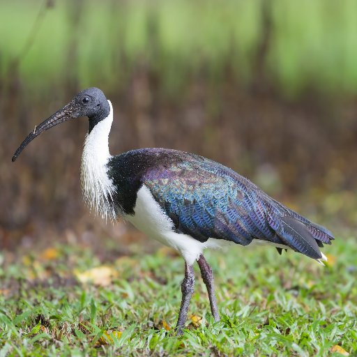 Environmental Project Manager, Ricegrowers' Association of Australia