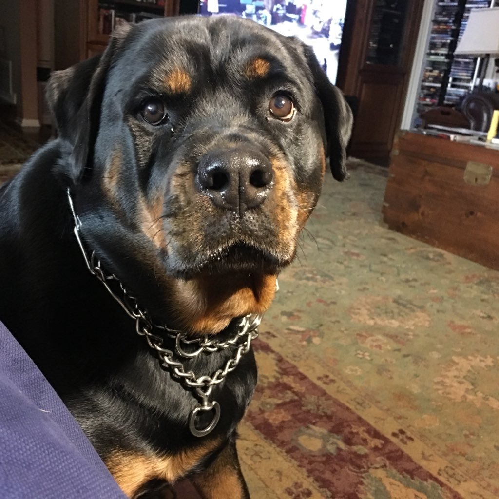 Biller1224's profile picture. Lived in Europe eight years.twenty nine with LAPD , 1962 to 1991.been in the gun business for twenty three years