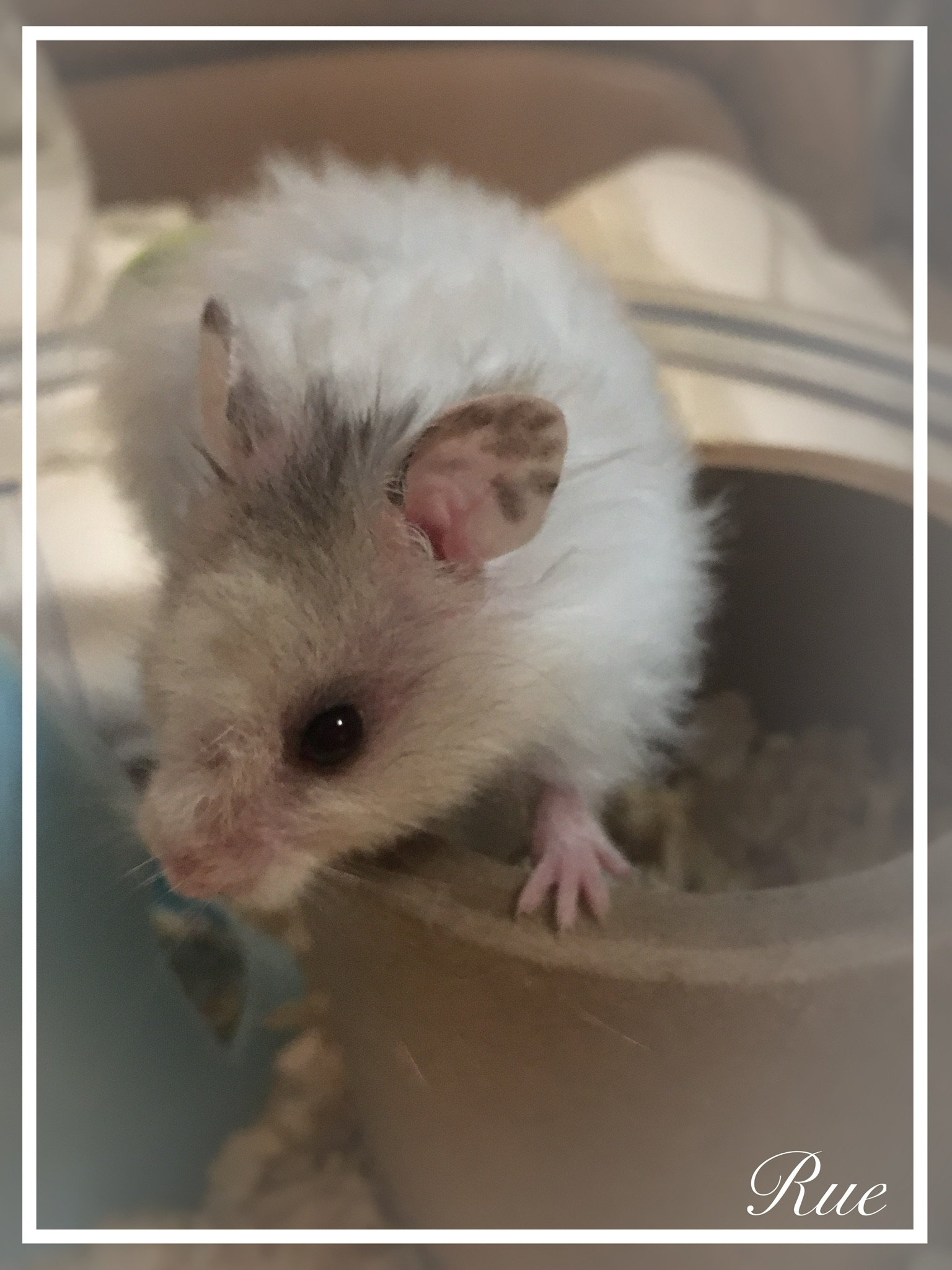 Taio99548957's profile picture. I am Rue. Follow me, go on, see if my paws click 'follow' in return! 🐾
All my friends are rescue furries and we make up Suffolk Rodent Rescue