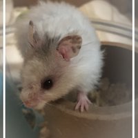 Suffolk Rodent Rescue(@Taio99548957) 's Twitter Profile Photo