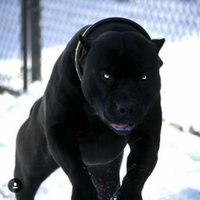 Smashmamosha (@smash3255) 's Twitter Profile