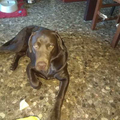Aquí veréis a mis Gatitos Robin y Orion y a mi perrito Nico y sus primos Gatunos Toffe y Lucas y perrunos Luna y Leo.😁😁😁