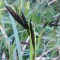 Coe Fen (@coefenblogger) 's Twitter Profile