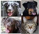multiplepets's profile picture. Our MISSION:provide 100% unconditional LOVE & have FUN