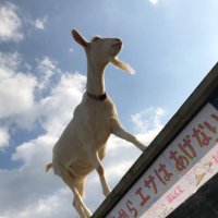 やぎ (@ajk0exo2bztvgjy) 's Twitter Profile